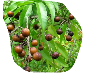 Rudraksa tree