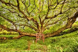 Sacred Tree in Japan