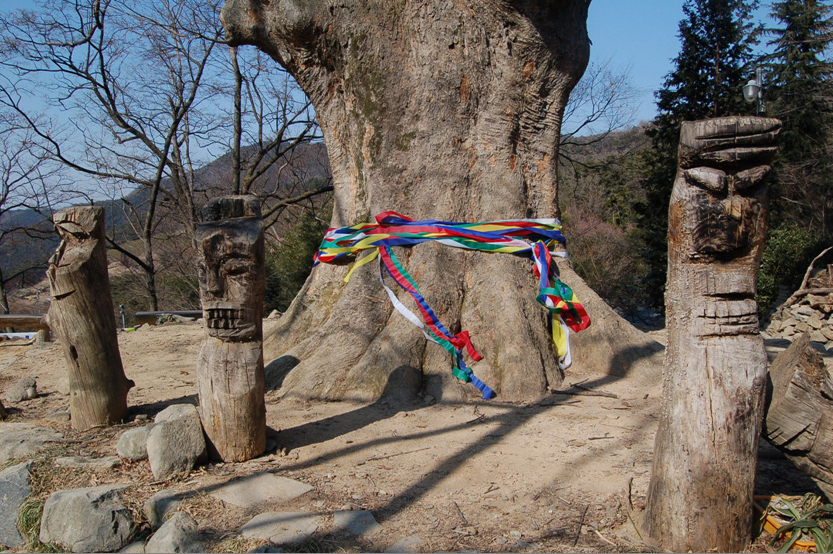 Sacred Tree in Korea