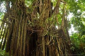 Sacred Tree in Philippines