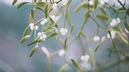 Sacred plants