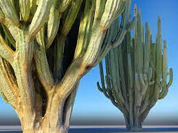 San Pedro