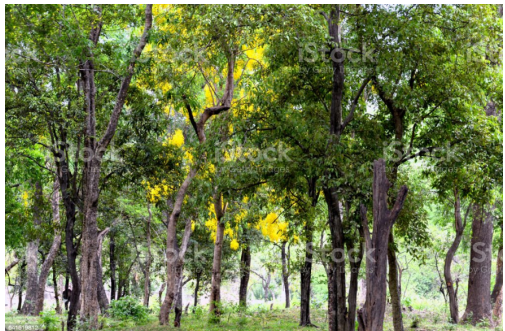 Sandal wood Tree