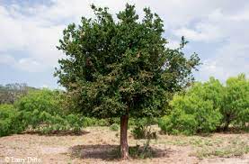 e  Sandpaper Tree