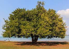 Tamarind Tree