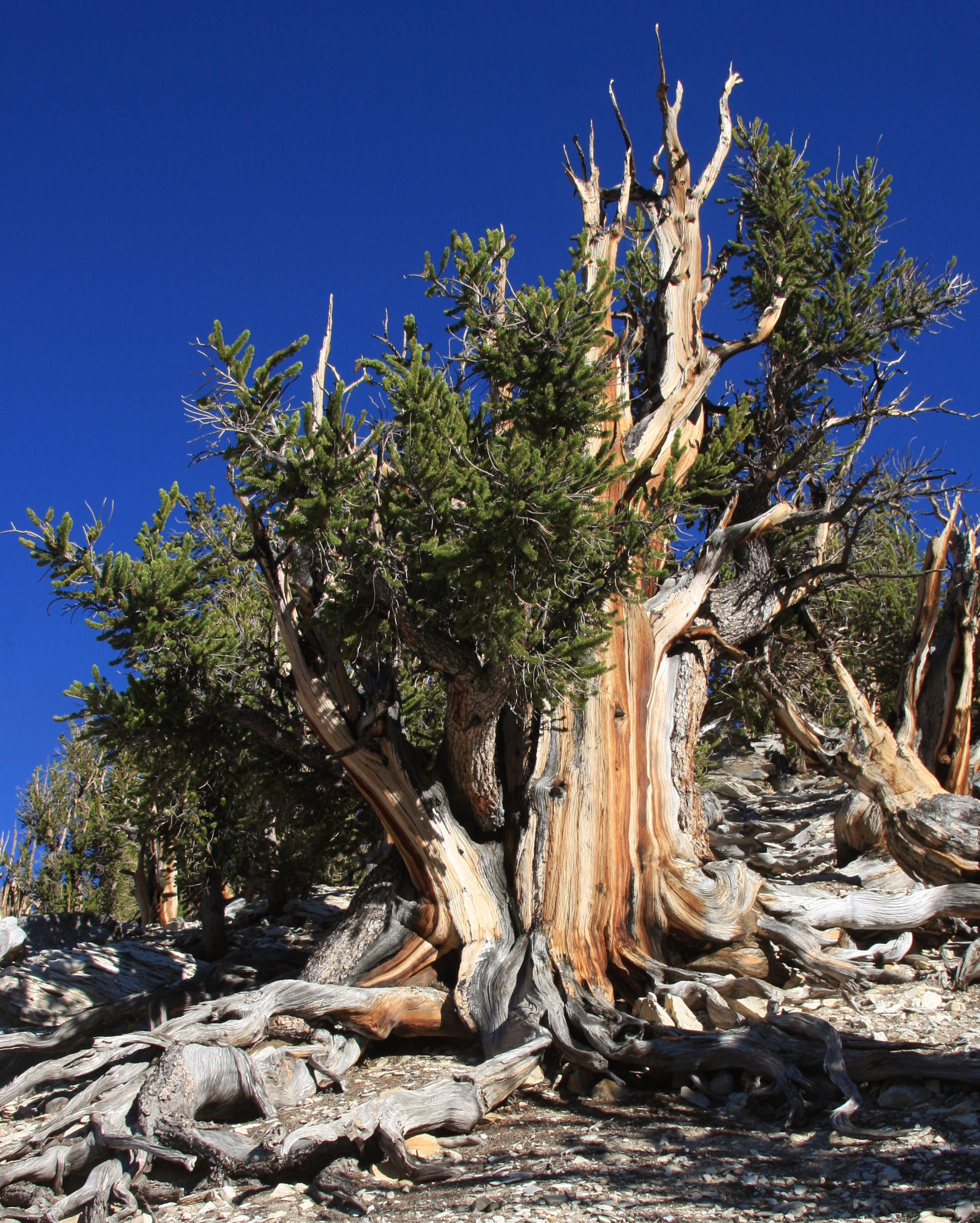 The Bristlecone Pine
