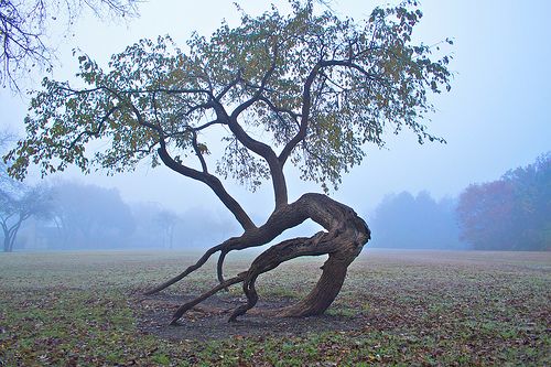 The Dance Tree