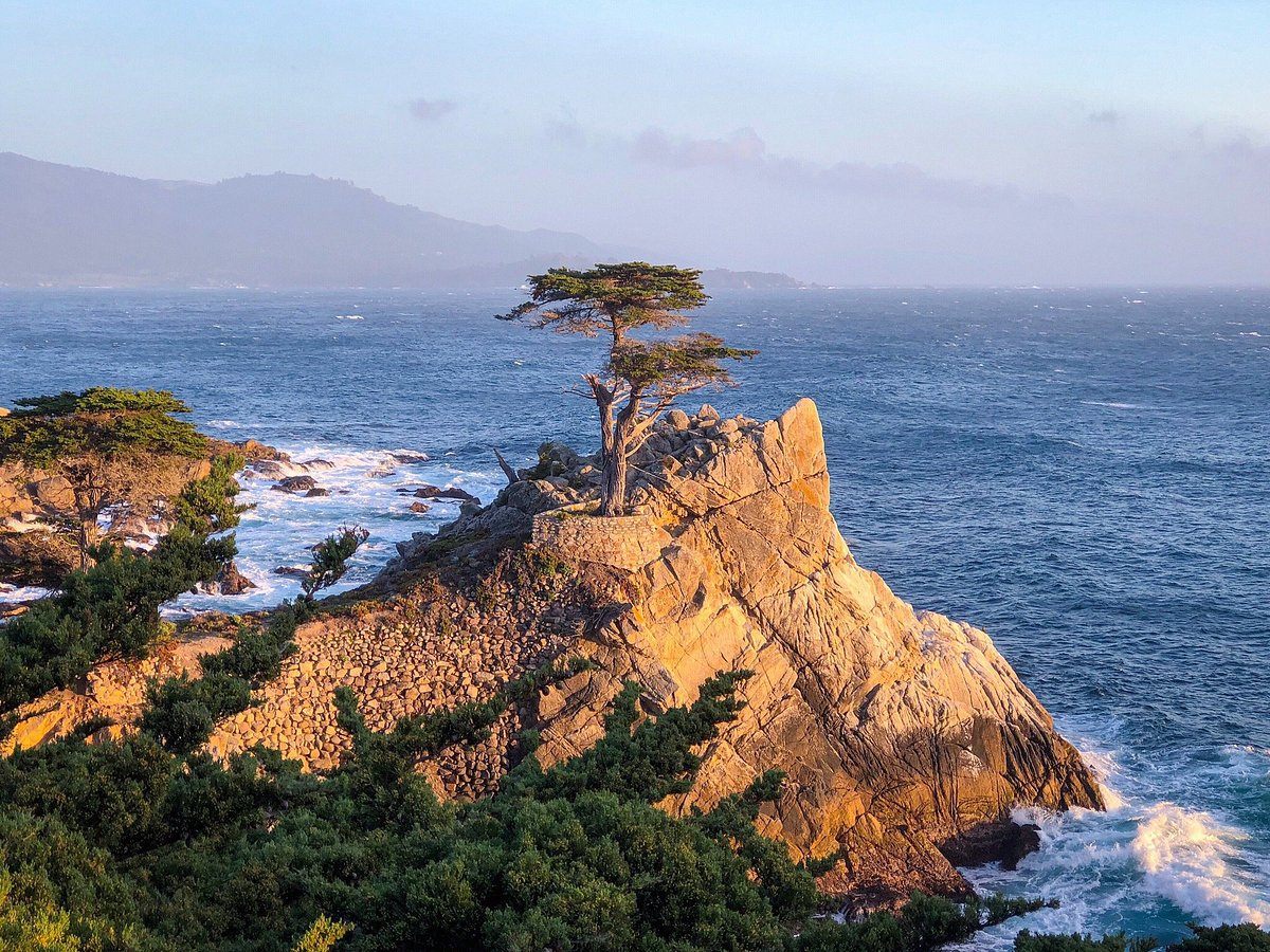 The Lone Cypress Tree