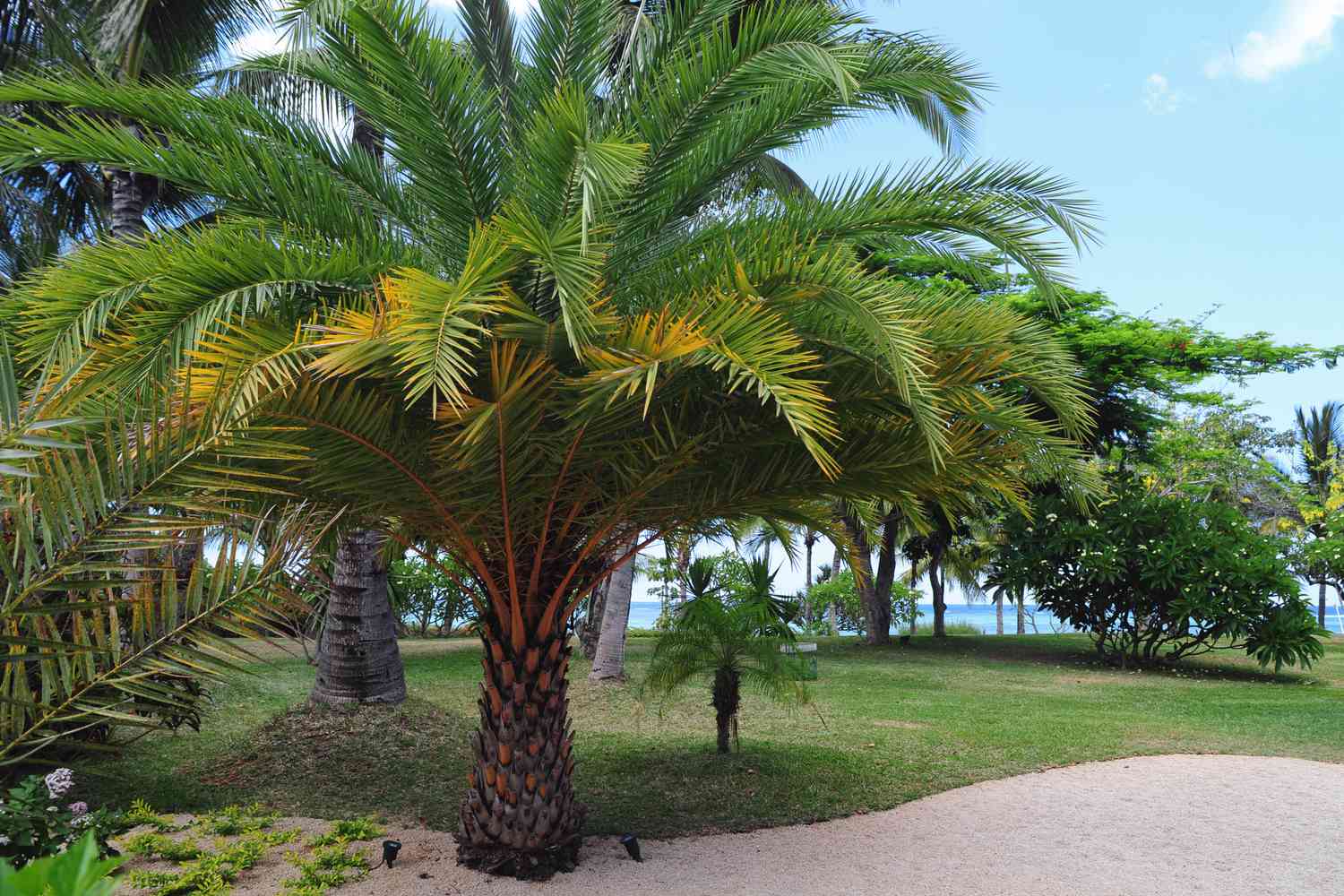 The Palm Tree