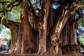 The Tule Tree of Mexico