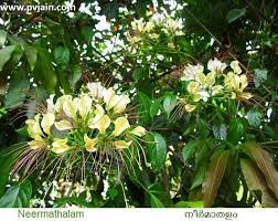 Three-Leaved Caper