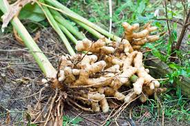 Turmeric