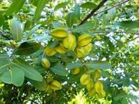 White Marudah Tree