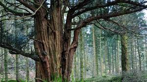 Yew Tree