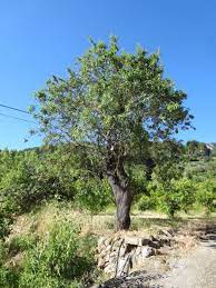 The Almond Tree