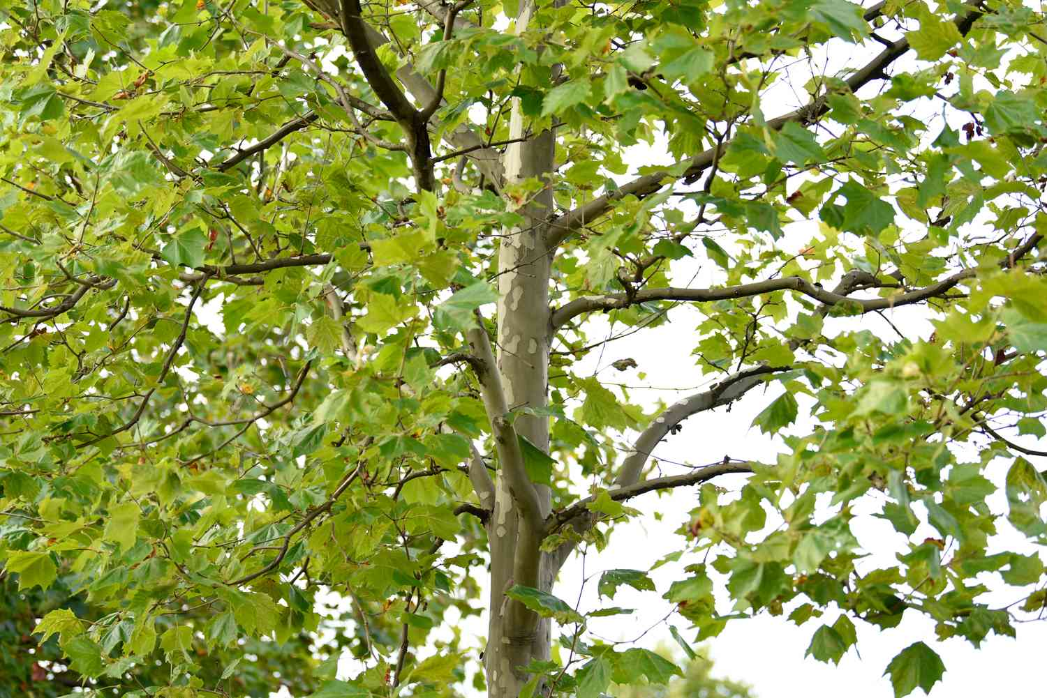 The Sycamore