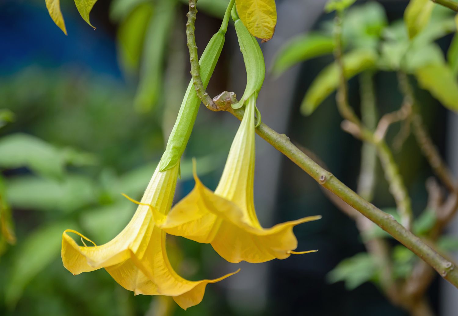 Trumpet-Flower Tree