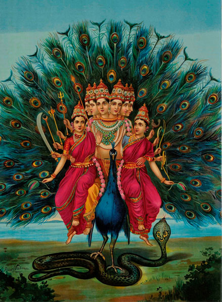 Peacock